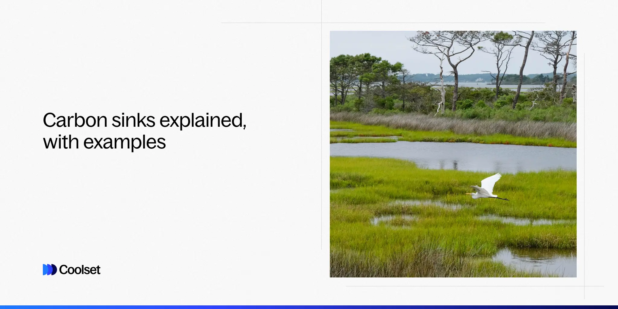 Carbon sinks explained, with examples